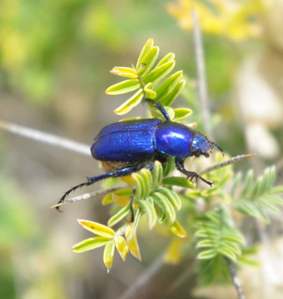 Glaphyrus maurus