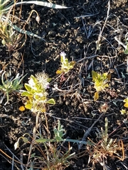 Acanthomintha duttonii