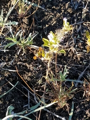 Acanthomintha duttonii