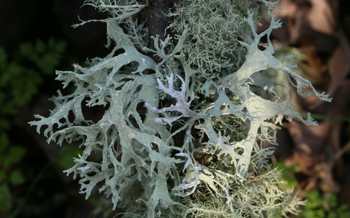 iNaturalist observation photo of Oakmoss