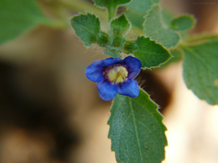 Strobilanthes pavala