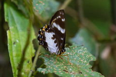 Praetaxila huntei