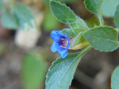 Strobilanthes pavala