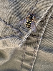 Lapposyrphus aberrantis
