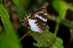 Praetaxila huntei