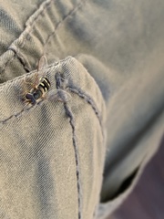 Lapposyrphus aberrantis