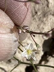 Eriogonum scabrellum