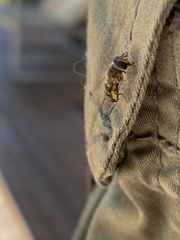 Lapposyrphus aberrantis