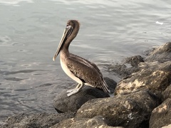 Pelecanus occidentalis