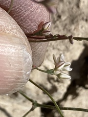 Eriogonum scabrellum