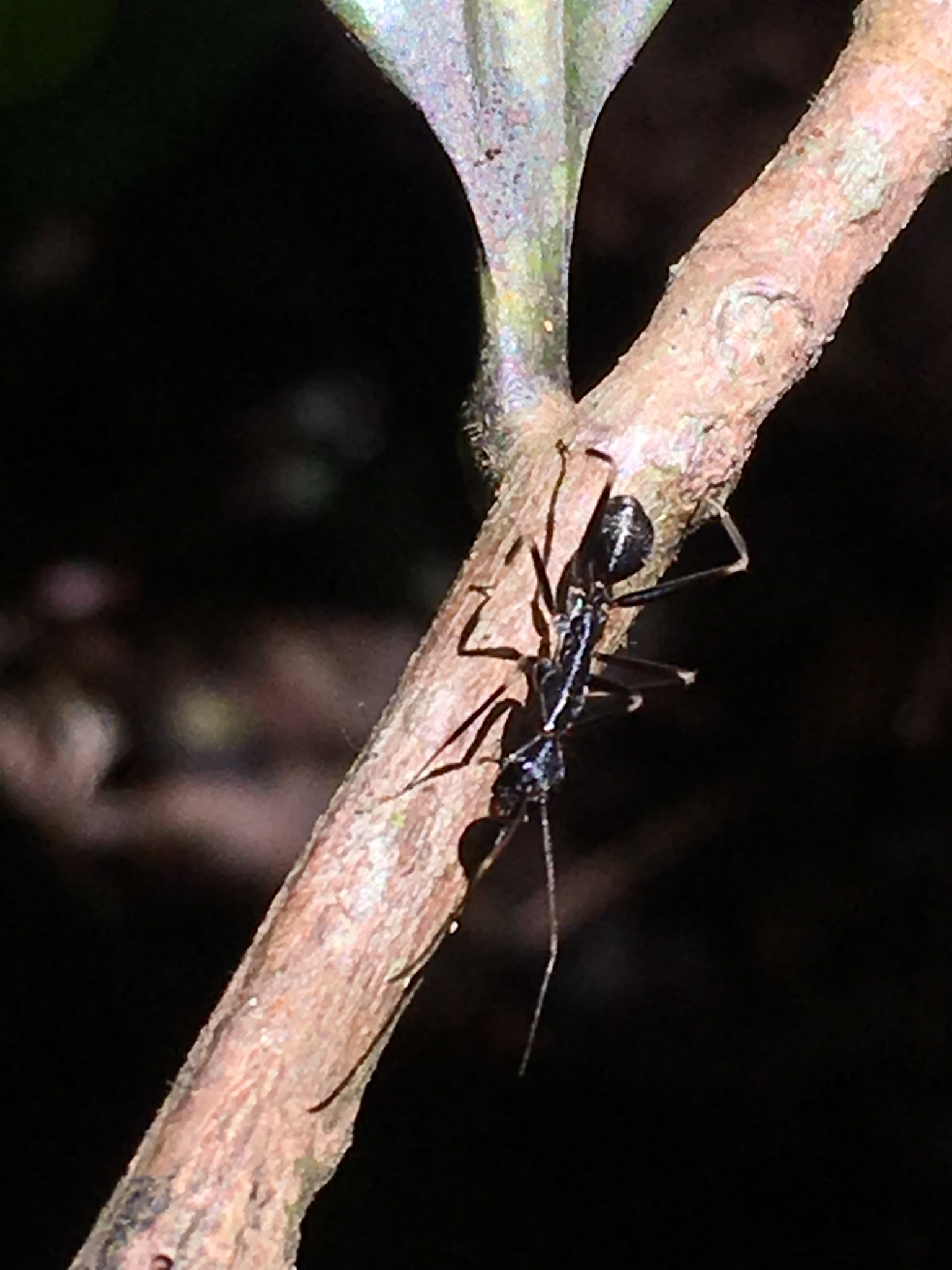 Camponotus hildebrandti
