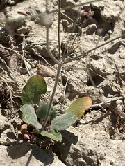 Eriogonum scabrellum