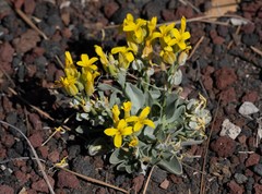 Physaria newberryi