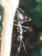 Camponotus hildebrandti