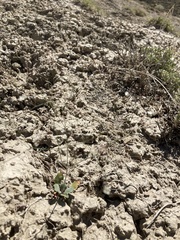 Eriogonum scabrellum