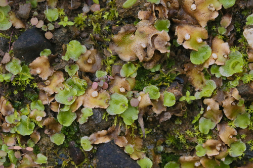 iNaturalist observation photo of Crescent-cup liverwort