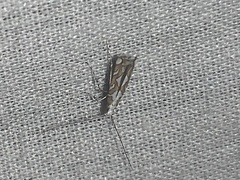 Acrocercops albinatella