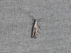 Acrocercops albinatella