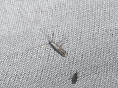 Acrocercops albinatella