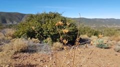 Cordylanthus rigidus setigerus