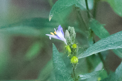 Carlowrightia parviflora