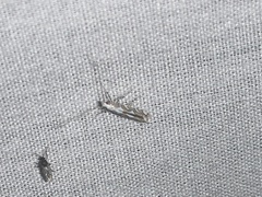 Acrocercops albinatella