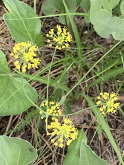 Lomatium nudicaule