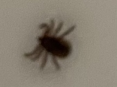 Dermacentor occidentalis