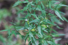 Carlowrightia parviflora