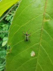 Phyllobius betulinus