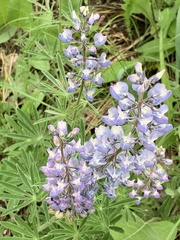 Lupinus bingenensis