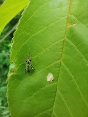 Phyllobius betulinus