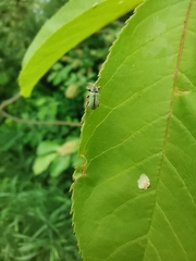 Phyllobius betulinus