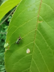 Phyllobius betulinus