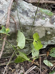 Cissus fragilis