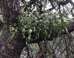 Phoradendron macrophyllum