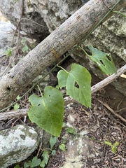 Cissus fragilis