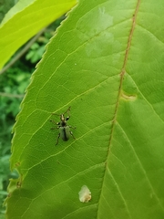 Phyllobius betulinus