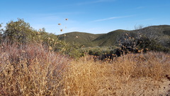 Cordylanthus rigidus setigerus