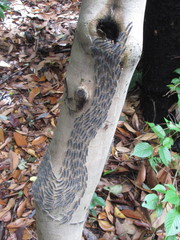 Arna pseudoconspersa