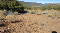 Cordylanthus rigidus setigerus