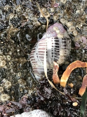 Acanthinucella spirata