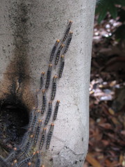 Arna pseudoconspersa