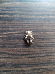 Protaetia aurichalcea