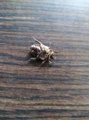 Protaetia aurichalcea