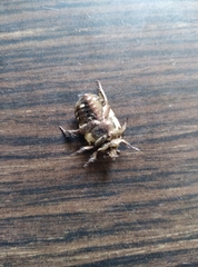 Protaetia aurichalcea