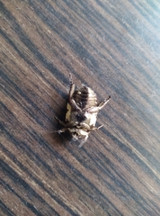 Protaetia aurichalcea