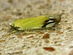Deltanus bicolor
