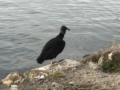 Coragyps atratus