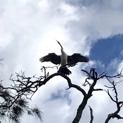 Anhinga novaehollandiae